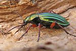carabus-auronitens3-foto-koehler