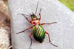 carabus-auronitens3-foto-swadzba