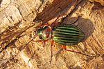 carabus-auronitens4-foto-koehler