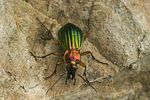 carabus-auronitens4-foto-swadzba