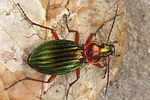 carabus-auronitens5-foto-koehler