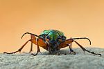 carabus-auronitens5-foto-swadzba