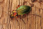 carabus-auronitens7-foto-koehler