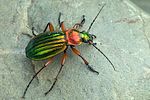 carabus-auronitens7-foto-swadzba