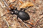 carabus-caelatus-foto-kamin