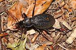 carabus-caelatus2-foto-kamin