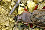 carabus-cancellatus-detail-foto-krejcik