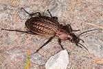 carabus-cancellatus-female-foto-polacek