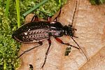 carabus-cancellatus-foto-altmann