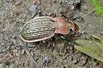 carabus-cancellatus-foto-baeuerle