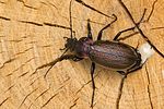 carabus-cancellatus-foto-goebelberggold