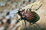 carabus-cancellatus-foto-koehler