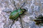 carabus-cancellatus-foto-leo