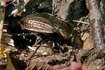 carabus-cancellatus-foto-rose
