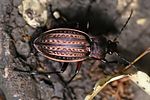 carabus-cancellatus-foto-rydzi