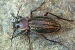 carabus-cancellatus-foto-weidlich