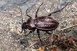 carabus-cancellatus-foto-wmueller