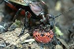 carabus-cancellatus-prey-foto-weidlich