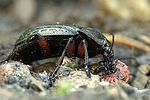 carabus-cancellatus-prey2-foto-weidlich
