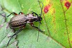 carabus-cancellatus2-foto-fgrose