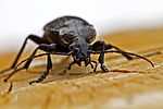carabus-cancellatus2-foto-goebelberggold