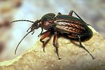carabus-cancellatus2-foto-koehler