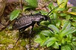 carabus-carinthiacus-foto-koehler