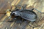 carabus-carinthiacus-prey-foto-weidlich