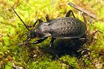 carabus-carinthiacus2-foto-koehler