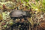 carabus-carinthiacus3-foto-koehler