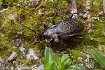 carabus-carinthiacus4-foto-koehler
