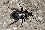 carabus-catenulatus-foto-kamin