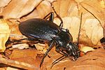 carabus-catenulatus-foto-pisec