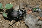 carabus-catenulatus2-foto-pisec