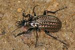 carabus-clathratus-foto-koehler