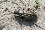 carabus-clathratus-foto-trines