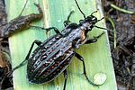 carabus-clathratus-foto-weidlich