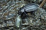 carabus-clathratus-prey-foto-weidlich