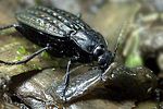carabus-clathratus-prey2-foto-weidlich