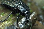 carabus-clathratus-prey3-foto-weidlich