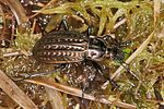 carabus-clathratus2-foto-koehler