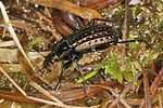 carabus-clathratus3-foto-koehler