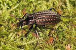 carabus-clathratus4-foto-koehler