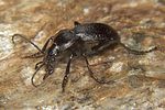 carabus-convexus-dilatatus-foto-koehler