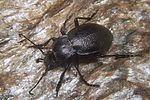 carabus-convexus-dilatatus2-foto-koehler