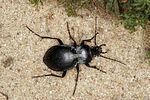 carabus-convexus-foto-benisch