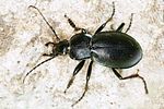 carabus-convexus-foto-dvorak