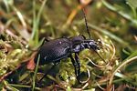 carabus-convexus-foto-forst