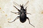 carabus-convexus-foto-kamin