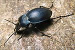 carabus-convexus-foto-koehler